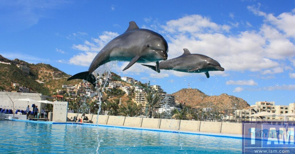 Two dolphins in air