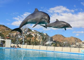Two dolphins in air