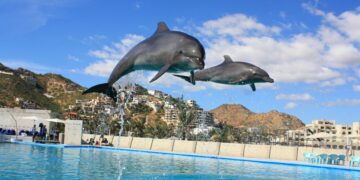Two dolphins in air