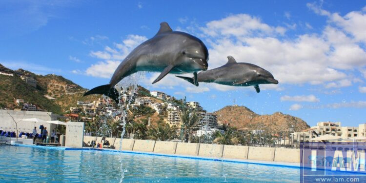 Two dolphins in air